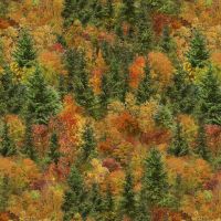 ttNATURE-CD4207 FALL